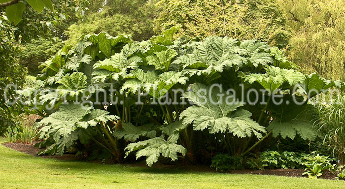PGC-P-Gunnera-manicata-aka-Giant-Rhubarb-3