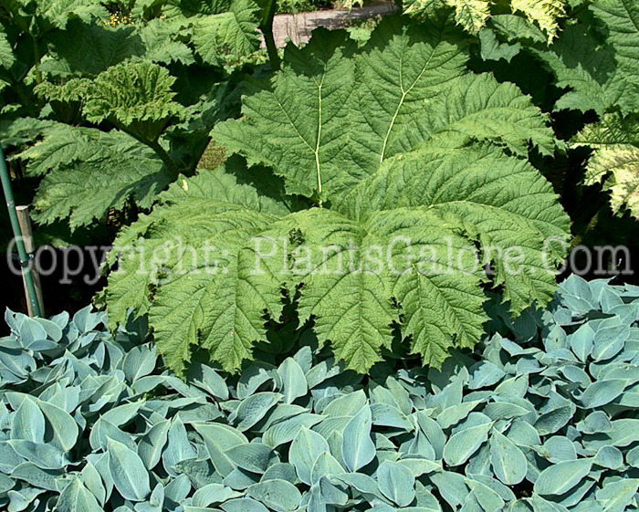 PGC-P-Gunnera-manicata-aka-Giant-Rhubarb-6