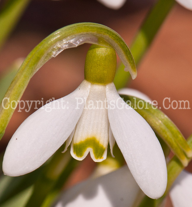 PGC-B-Galanthus-nivalis-aka-Snowdrops-0514-4