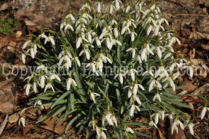 PGC-B-Galanthus-nivalis-aka-Snowdrops-6