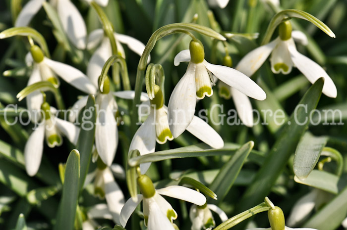 PGC-B-Galanthus-nivalis-aka-Snowdrops-7