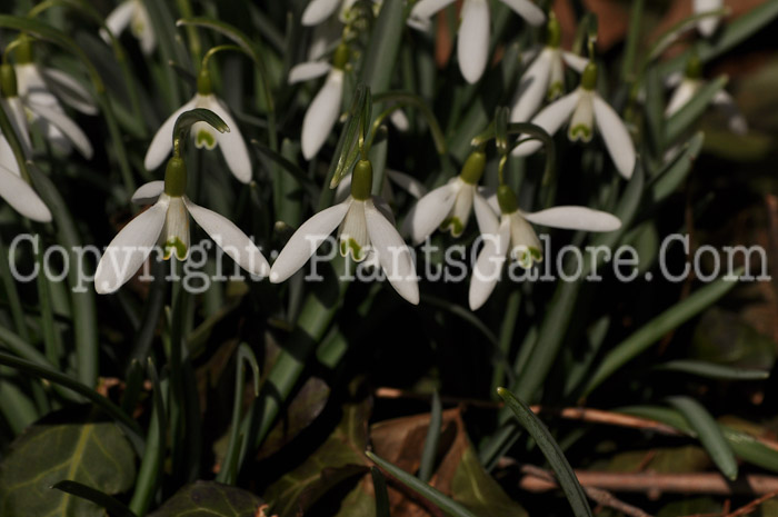 PGC-B-Galanthus-nivalis-aka-Snowdrops-8