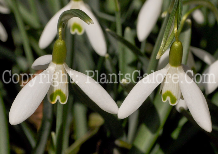 PGC-B-Galanthus-nivalis-aka-Snowdrops-9