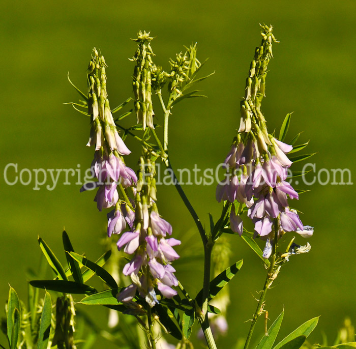 PGC-P-Galega-officinalis-aka-Goats-Rue-1