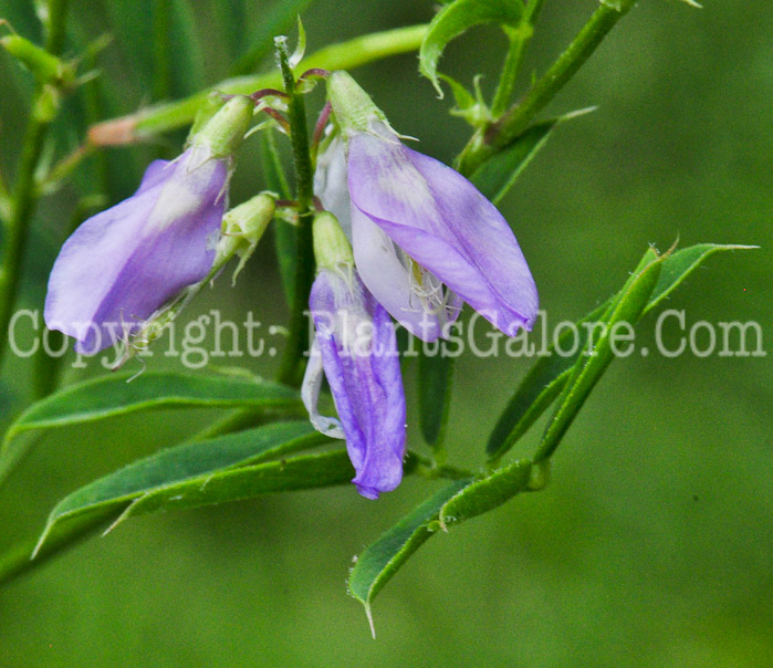 PGC-P-Galega-officinalis-aka-Goats-Rue-3