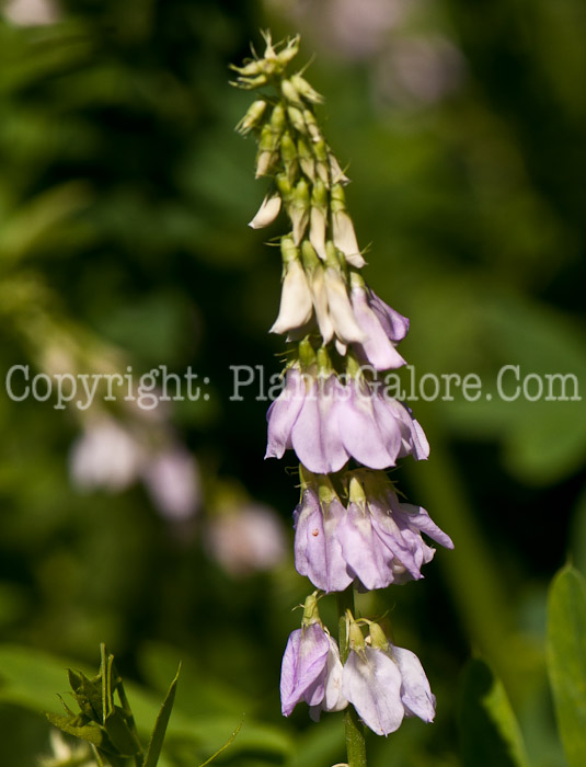 PGC-P-Galega-officinalis-aka-Goats-Rue-4