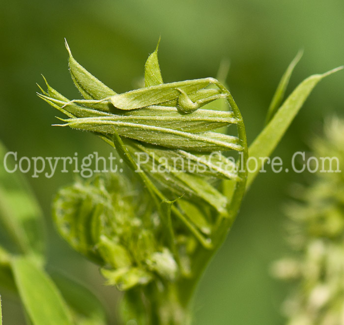 PGC-P-Galega-officinalis-aka-Goats-Rue-7