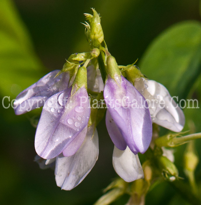 PGC-P-Galega-officinalis-aka-Goats-Rue-8