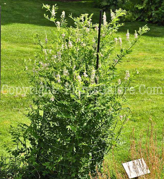 PGC-P-Galega-officinalis-aka-Goats-Rue-9