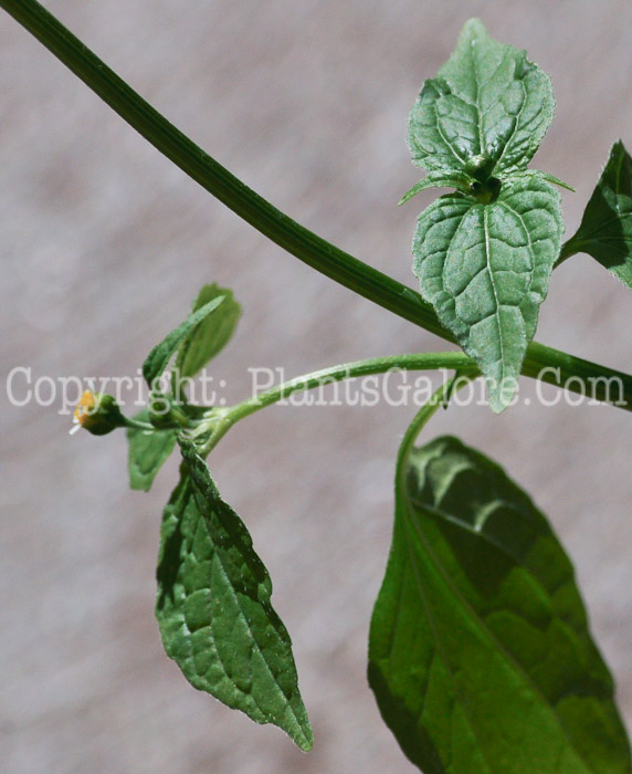 PGC-P-Galinsoga-parviflora-msu-weed-03-2012-2