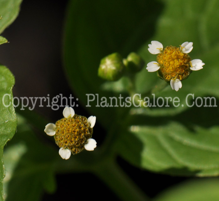 PGC-P-Galinsoga-parviflora-msu-weed-03-2012-5