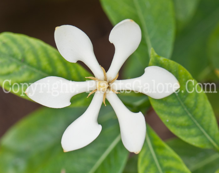 PGC-S-Gardenia-tubifera-aka-Golden-Gardenia-0214-1