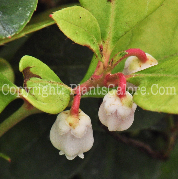 PGC-S-Gaultheria-procumbens-813-1