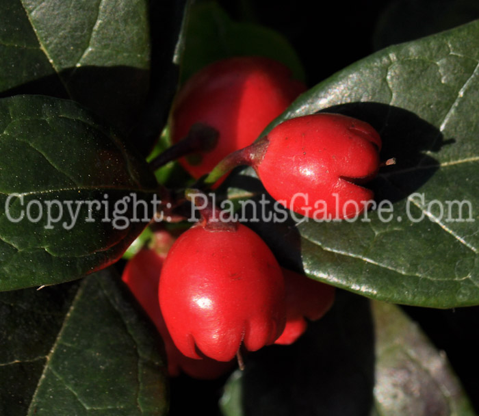 PGC-S-Gaultheria-procumbens-aka-Creeping-Wintergreen-10