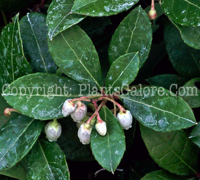 PGC-S-Gaultheria-procumbens-aka-Creeping-Wintergreen-13