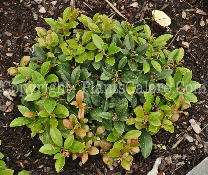 PGC-S-Gaultheria-procumbens-aka-Creeping-Wintergreen-2