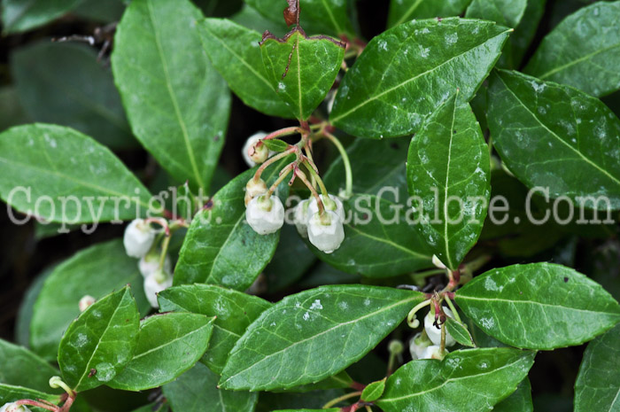 PGC-S-Gaultheria-procumbens-aka-Creeping-Wintergreen-4