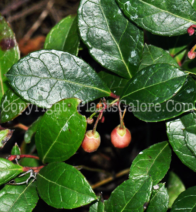 PGC-S-Gaultheria-procumbens-aka-Creeping-Wintergreen-7