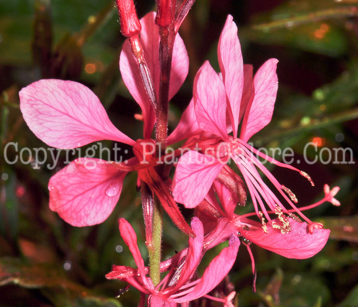 PGC-A-Gaura-mariposa-Midnight-Pink-0413-1