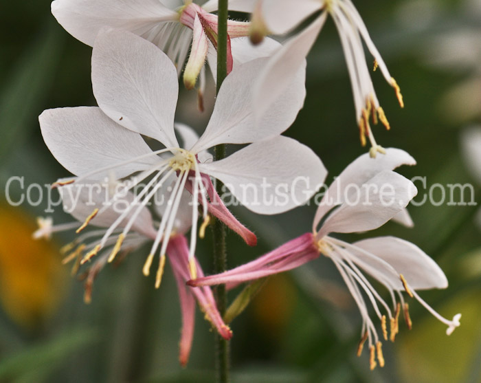 PGC-P-Gaura-lindheimeri-2010-07