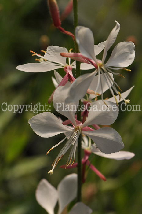 PGC-P-Gaura-lindheimeri-2010-11