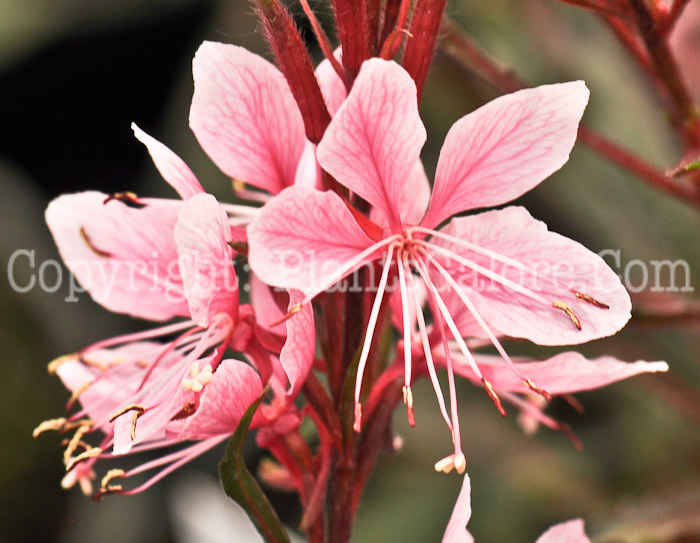 PGC-P-Gaura-lindheimeri-Passionate-Blush-2010-01