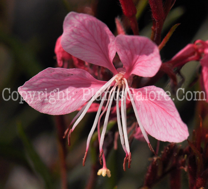 PGC-P-Gaura-lindheimeri-Passionate-Blush-2010-01_3