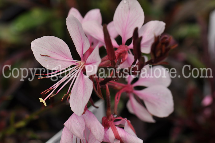 PGC-P-Gaura-lindheimeri-Passionate-Blush-2010-03_2