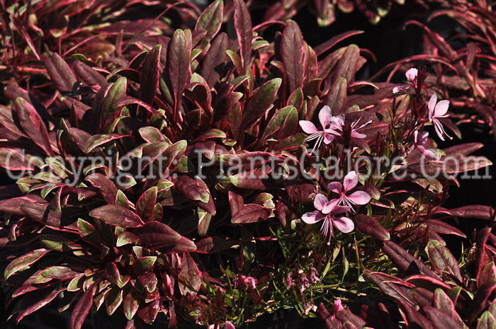 PGC-P-Gaura-lindheimeri-Passionate-Rainbow-2010-03_1