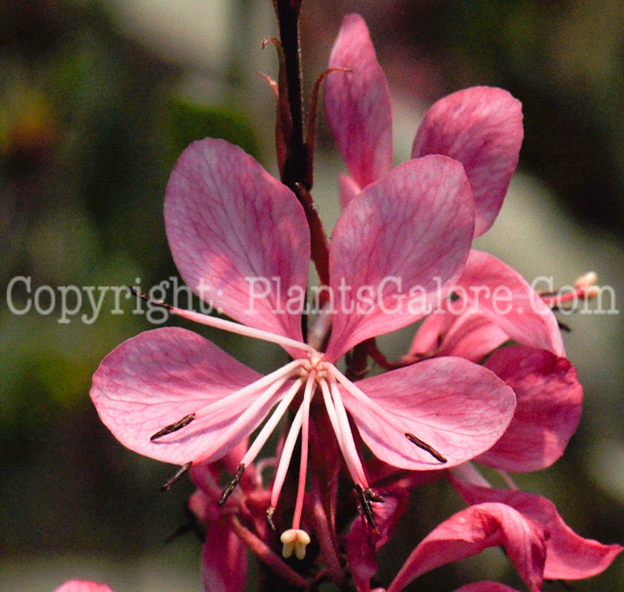 PGC-P-Gaura-lindheimeri-Petite-Pink-2011-01_3