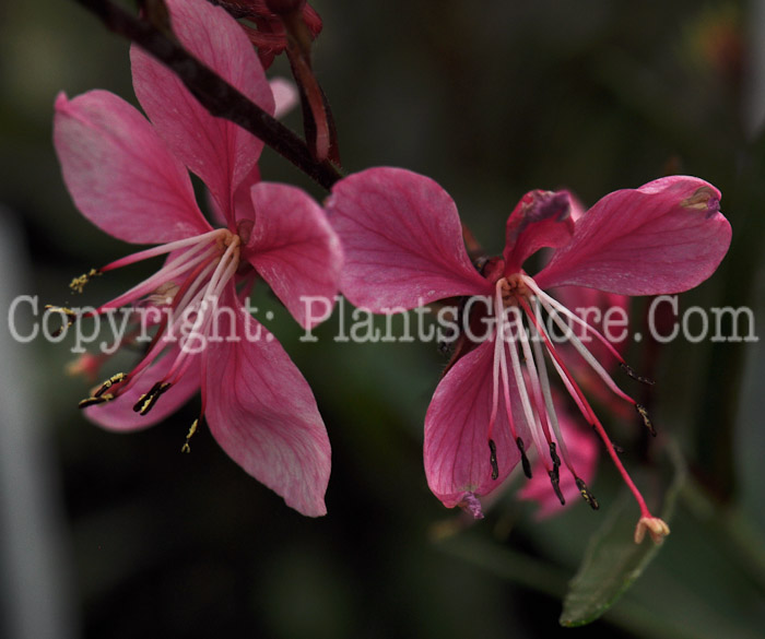 PGC-P-Gaura-lindheimeri-Siskiyou-Pink-2010-01_1