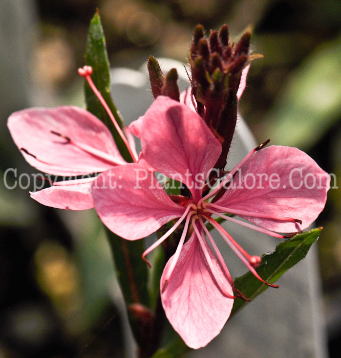 PGC-P-Gaura-lindheimeri-Siskiyou-Pink-2010-04