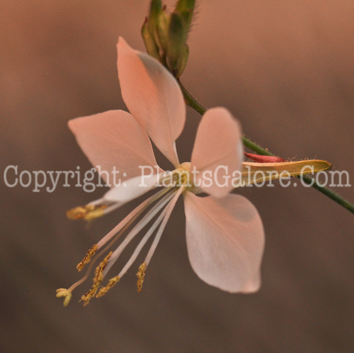 PGC-P-Gaura-lindheimeri-Stratosphere-2011-05-002