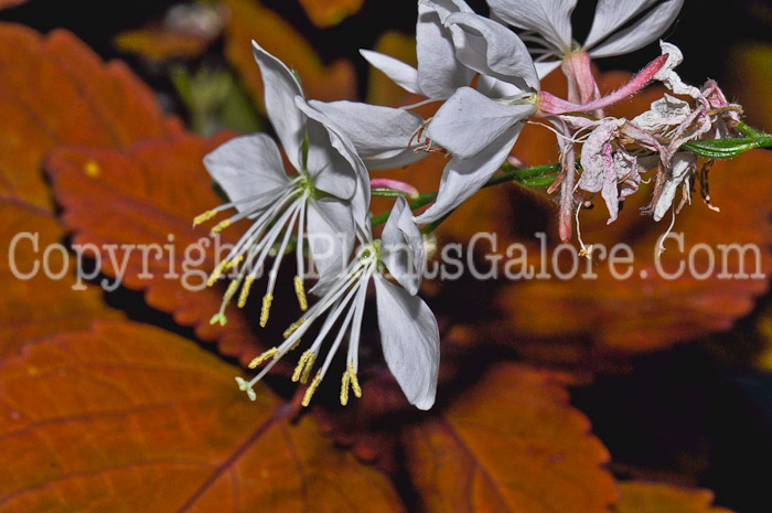 PGC-P-Gaura-lindheimeri-Stratosphere-White-05-12-2