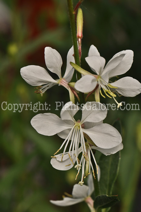 PGC-P-Gaura-lindheimeri-Whirling-Butterflies-2010-03