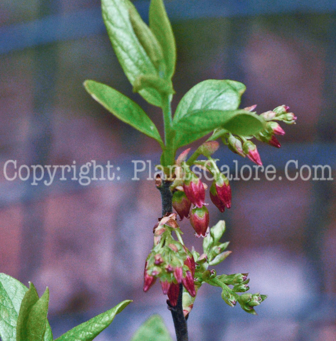 PGC-S-Gaylussacia-baccata-aka-Black-Huckleberry-1