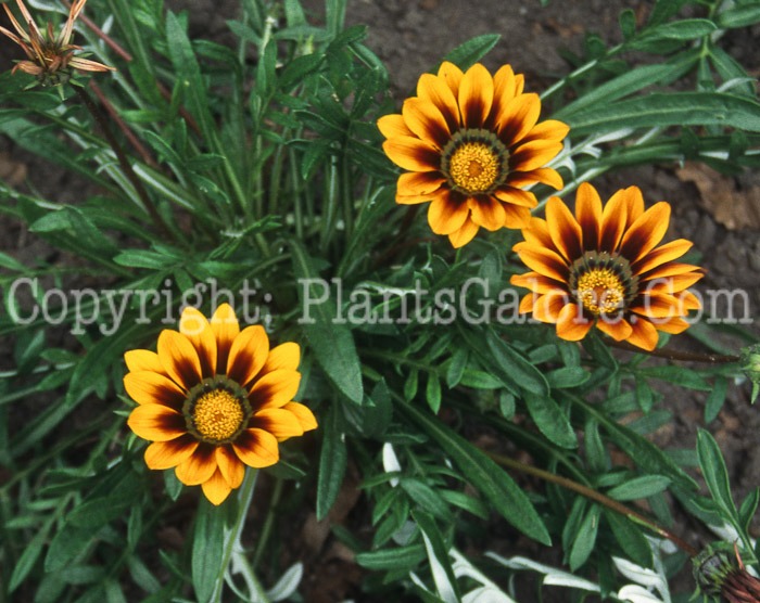 PGC-A-Gazania-Daybreak-2010-010