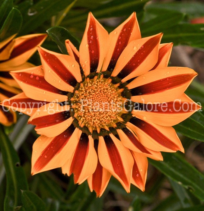 PGC-A-Gazania-Kiss-Flame-Mix-2010-003