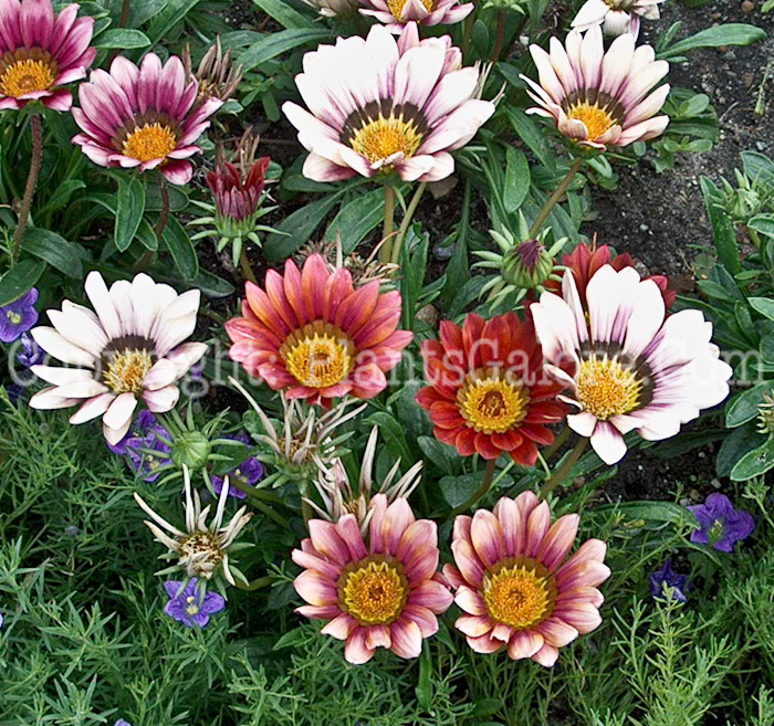 PGC-A-Gazania-Kontiki-Rose-2010-001