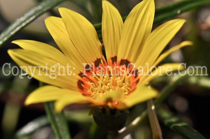 PGC-A-Gazania-Lemon-Shades-2010-001