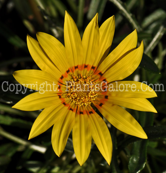 PGC-A-Gazania-Lemon-Shades-2010-006