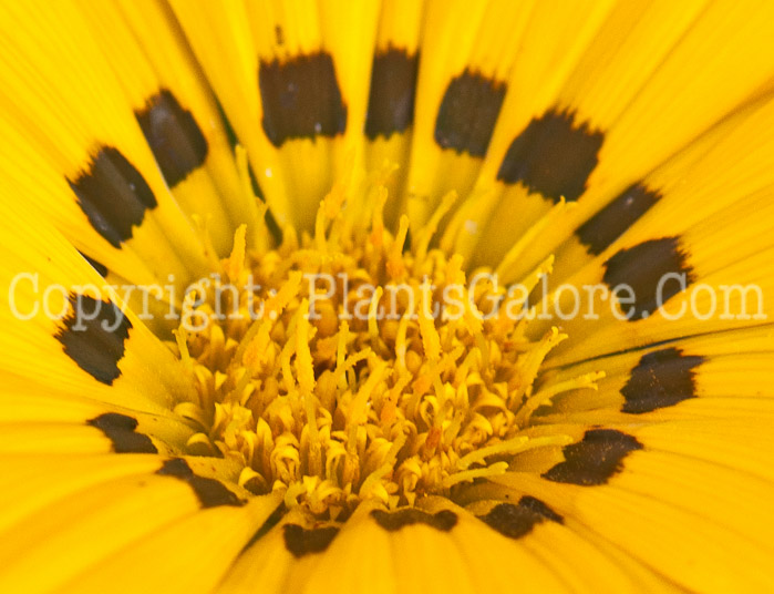 PGC-A-Gazania-New-Day-Mix-0514-2