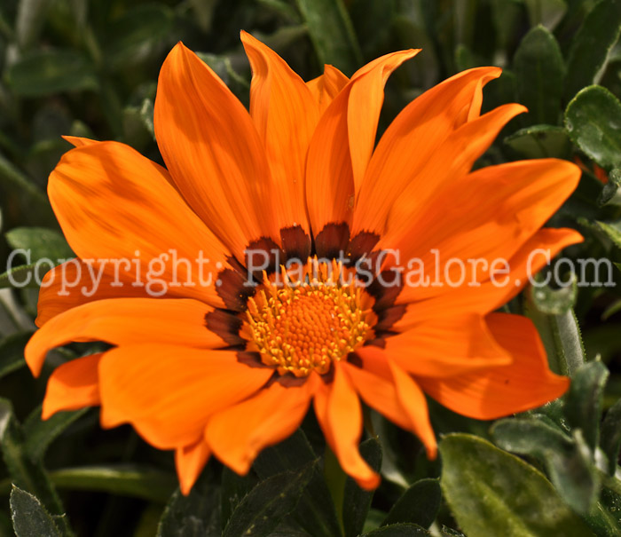 PGC-A-Gazania-Orange-Kiss-2010-001_1