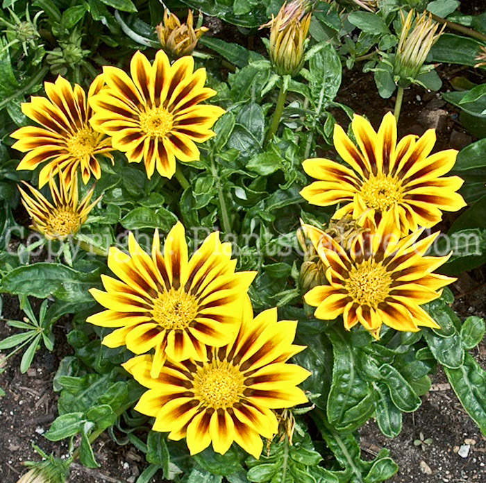 PGC-A-Gazania-Red-Stripe-2010-001