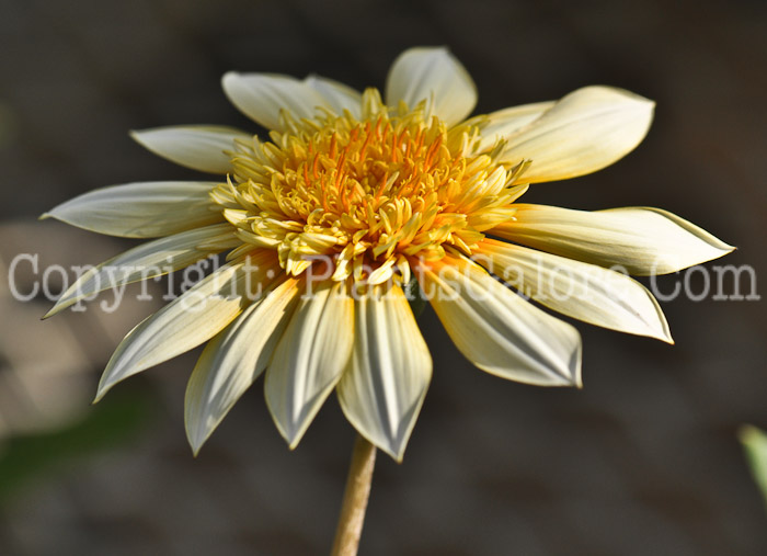 PGC-A-Gazania-SunBathers-Moonlight-2011-01