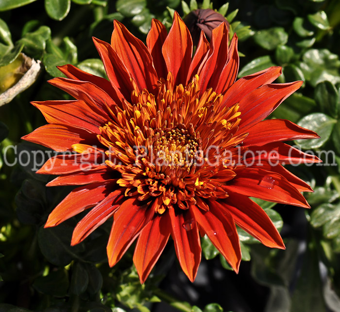 PGC-A-Gazania-SunBathers-Sunset-2010-05