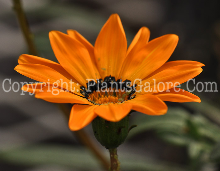 PGC-A-Gazania-Tanager-1-2010