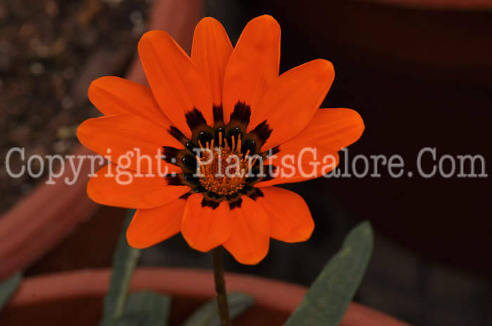 PGC-A-Gazania-Tanger-04-2012-1