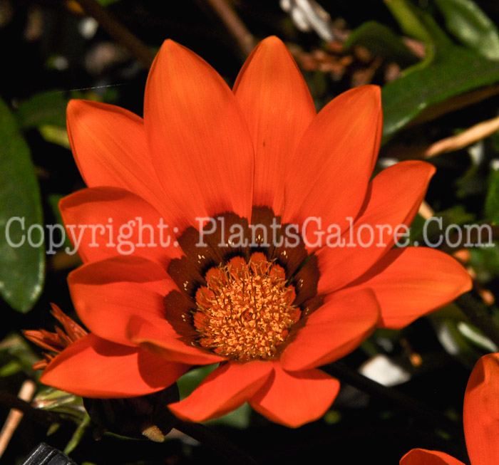 PGC-A-Gazania-krebsiana-04-2012-1