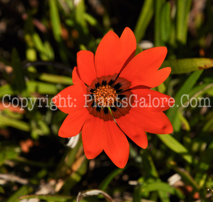 PGC-A-Gazania-krebsiana-04-2012-3.JPG-1